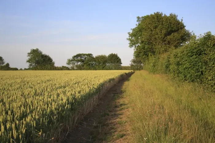 Framed Print : Wheat (Triticum aestivum) JB Diego Winter Wheat, ripening ears in field, headland with footpath and hedgerow, Bacton, Suffolk, England, june