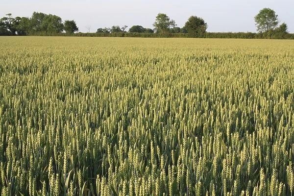 Wheat (Triticum aestivum) JB Diego Winter Wheat, ripening ears in field, Bacton, Suffolk, England, june