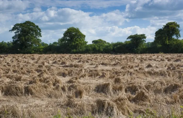 Framed Print : Wheat (Triticum aestivum) lodged crop, flattened during wet weather, near Chester, Cheshire, England, August Framed Print : Wheat (Triticum aestivum) lodged crop, flattened during wet weather, near Chester, Cheshire, England, August