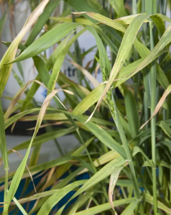 Framed Print : Wheat (Triticum aestivum) magnesium deficiency, close-up of leaves