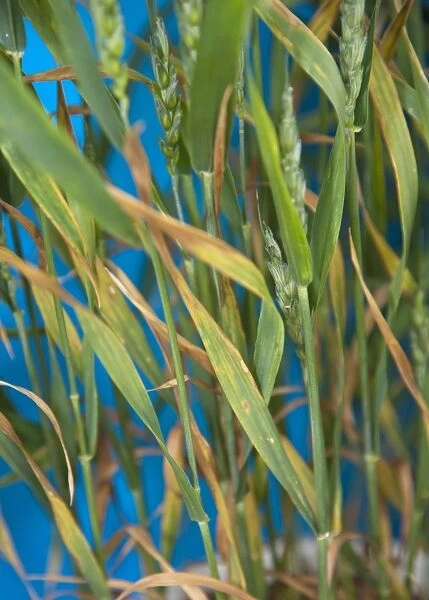 Wheat (Triticum aestivum) phophorus deficiency, close-up of leaves