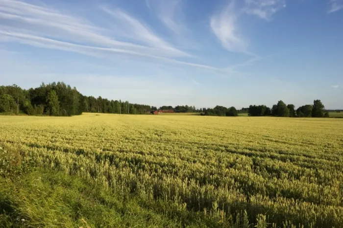 Framed Print : Wheat (Triticum aestivum) ripening crop in field, with farm buildings in distance, Sweden, july