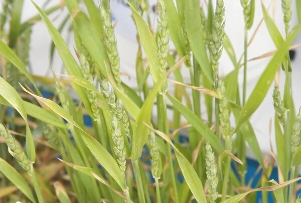 Wheat (Triticum aestivum) sulphur deficiency, close-up of ripening ears