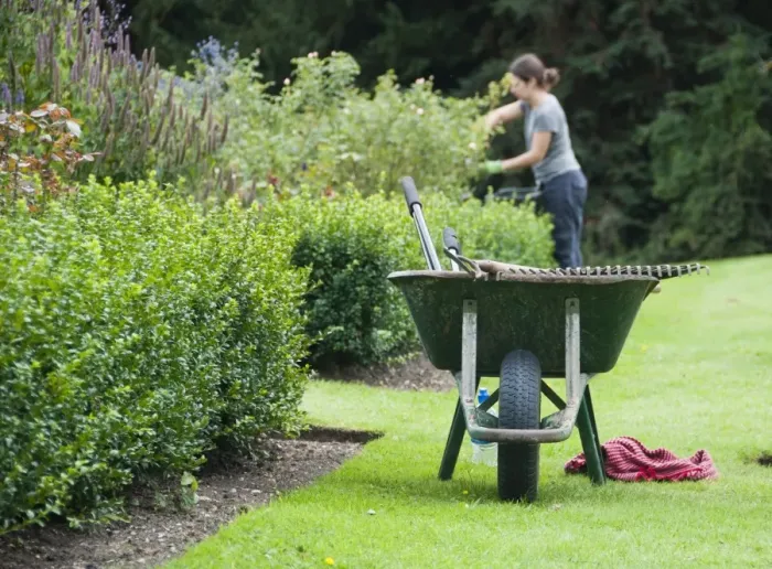 Framed Print : Wheelbarrow on lawn at edge of borders, gardener pruning in background, Middle Claydon, Buckinghamshire, England Framed Print : Wheelbarrow on lawn at edge of borders, gardener pruning in background, Middle Claydon, Buckinghamshire, England