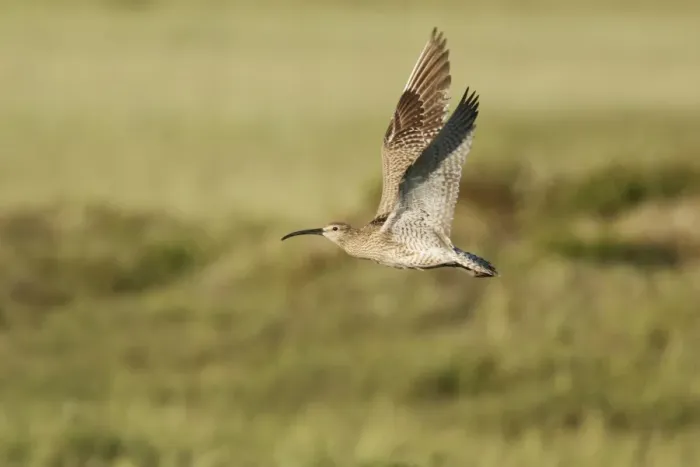 Framed Print : Whimbrel (Numenius phaeopus) adult, in flight, Iceland, June Framed Print : Whimbrel (Numenius phaeopus) adult, in flight, Iceland, June