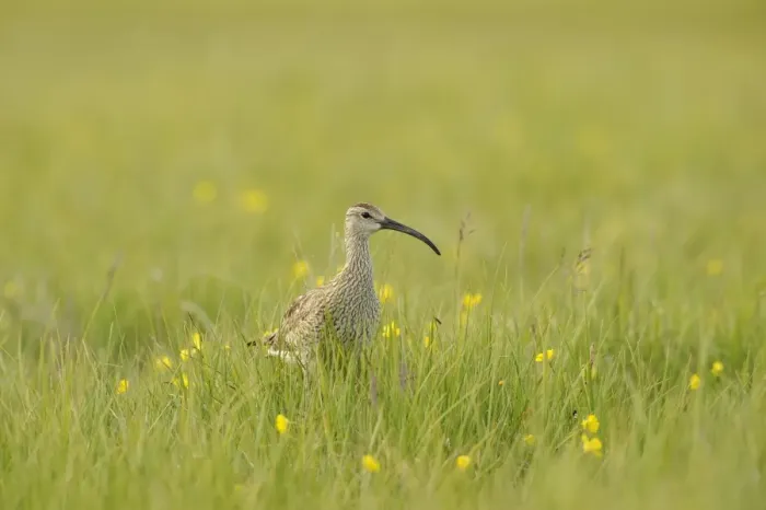 Framed Print : Whimbrel (Numenius phaeopus) adult, standing amongst grass, Iceland, July Framed Print : Whimbrel (Numenius phaeopus) adult, standing amongst grass, Iceland, July