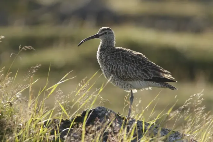 Framed Print : Whimbrel (Numenius phaeopus) adult, standing on rock amongst grass, Reykjanes, Reykjanesskagi, Iceland, August Framed Print : Whimbrel (Numenius phaeopus) adult, standing on rock amongst grass, Reykjanes, Reykjanesskagi, Iceland, August