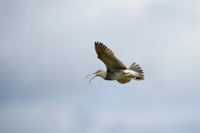 Framed Print : Whimbrel (Numenius phaeopus) adult, calling in flight, Shetland Islands, Scotland, june Framed Print : Whimbrel (Numenius phaeopus) adult, calling in flight, Shetland Islands, Scotland, june