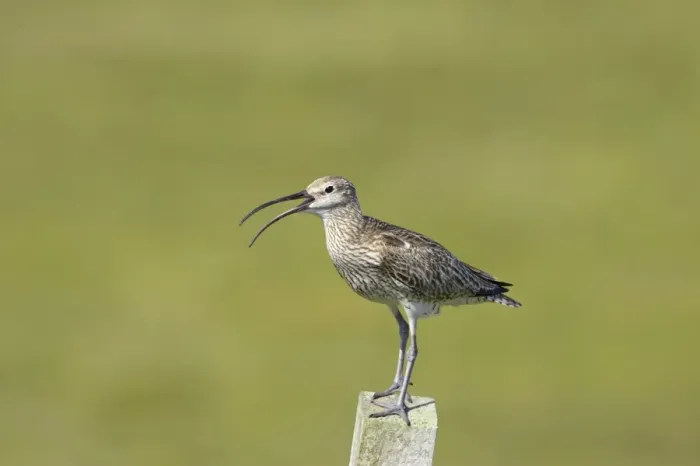 Framed Print : Whimbrel (Numenius phaeopus) adult, calling, standing on post, Mainland, Shetland Islands, Scotland