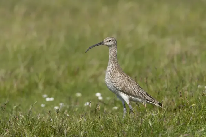 Framed Print : Whimbrel (Numenius phaeopus) adult, standing, Mainland, Shetland Islands, Scotland Framed Print : Whimbrel (Numenius phaeopus) adult, standing, Mainland, Shetland Islands, Scotland