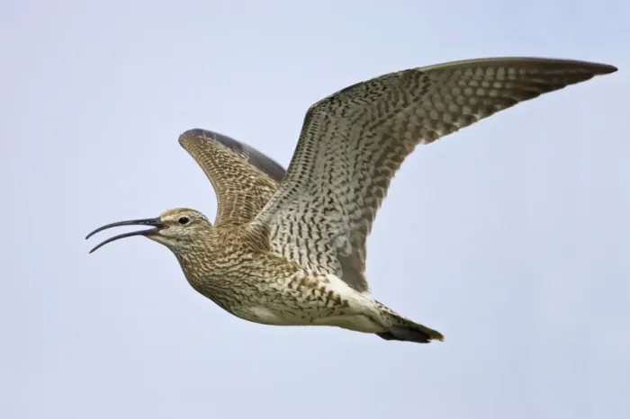 Framed Print : Whimbrel (Numenius phaeopus) adult, calling in flight, Mainland, Shetland Islands, Scotland Framed Print : Whimbrel (Numenius phaeopus) adult, calling in flight, Mainland, Shetland Islands, Scotland