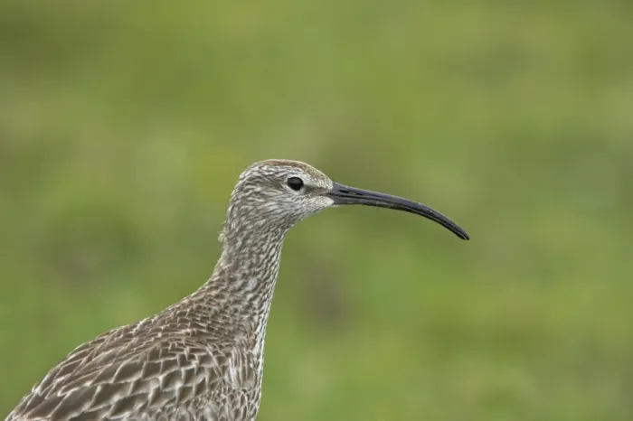 Framed Print : Whimbrel (Numenius phaeopus) adult, close-up of head and neck, Mainland, Shetland Islands, Scotland Framed Print : Whimbrel (Numenius phaeopus) adult, close-up of head and neck, Mainland, Shetland Islands, Scotland