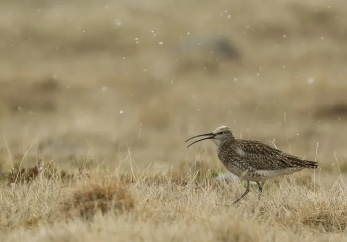 Framed Print : Whimbrel (Numenius phaeopus) adult, with beak open, walking on grass during snowfall, Iceland, June