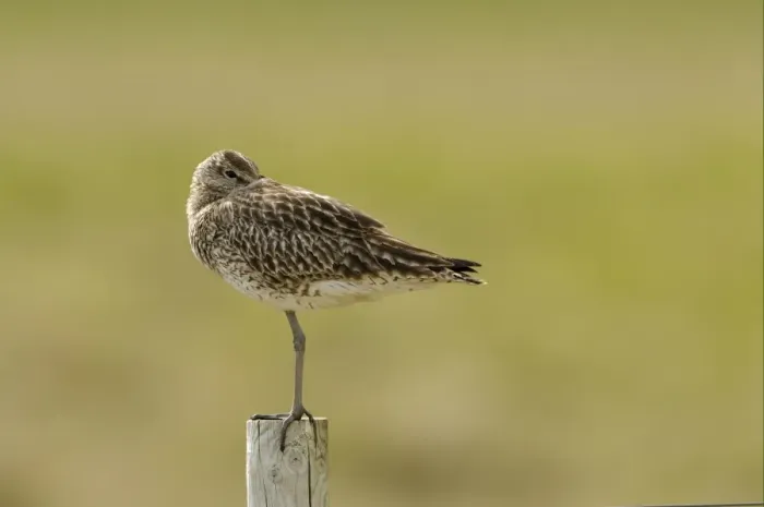 Framed Print : Whimbrel (Numenius phaeopus) adult, roosting with beak tucked under wing, standing on fencepost, Iceland, June Framed Print : Whimbrel (Numenius phaeopus) adult, roosting with beak tucked under wing, standing on fencepost, Iceland, June