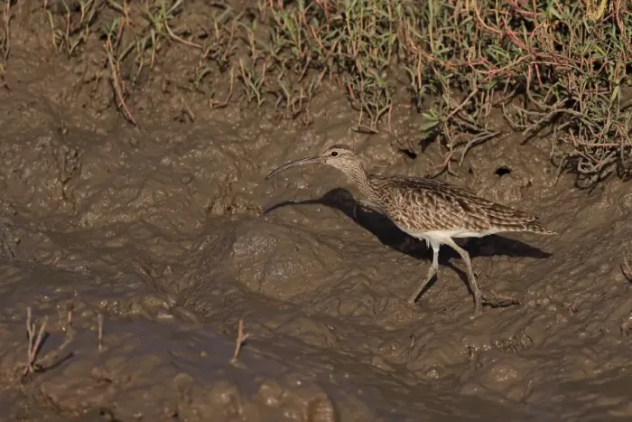 Framed Print : Whimbrel (Numenius phaeopus) adult, foraging on mud, Gambia, January