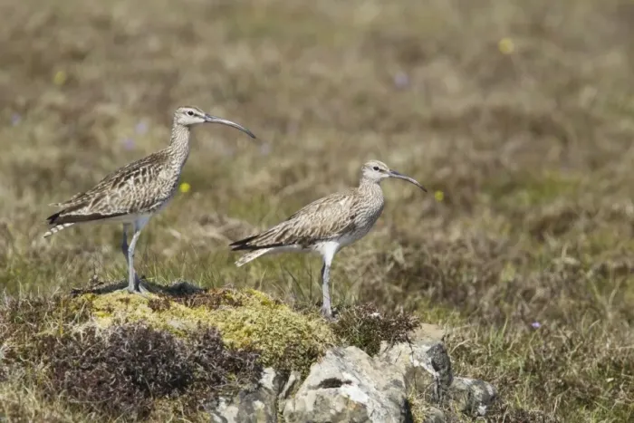 Framed Print : Whimbrel (Numenius phaeopus) adult pair, standing on moorland, Shetland Islands, Scotland, June Framed Print : Whimbrel (Numenius phaeopus) adult pair, standing on moorland, Shetland Islands, Scotland, June