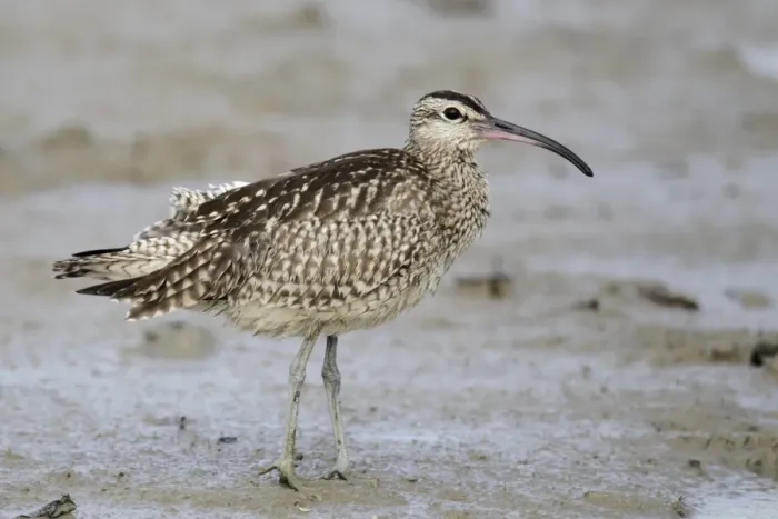 Framed Print : Whimbrel (Numenius phaeopus variegatus) adult, standing on mud, Mai Po, New Territories, Hong Kong, China, September Framed Print : Whimbrel (Numenius phaeopus variegatus) adult, standing on mud, Mai Po, New Territories, Hong Kong, China, September