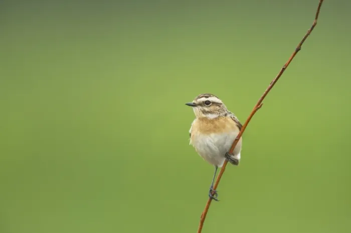 Framed Print : Whinchat (Saxicola rubetra) adult female, perched on twig, Finland Framed Print : Whinchat (Saxicola rubetra) adult female, perched on twig, Finland