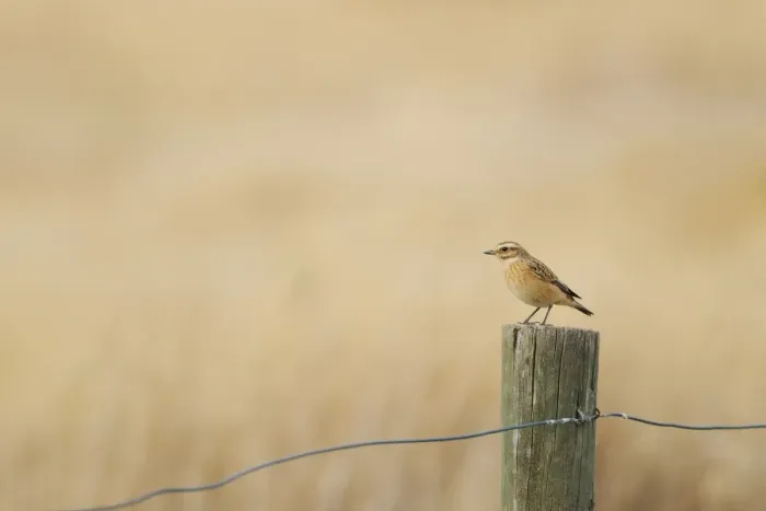 Framed Print : Whinchat (Saxicola rubetra) immature, perched on fencepost, Spain, august