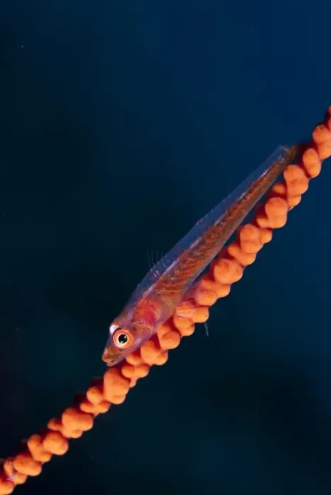 Framed Print : Whipcoral Dwarf Goby (Bryaninops youngei) adult, resting on whip coral, Lembeh Straits, Sulawesi, Sunda Islands