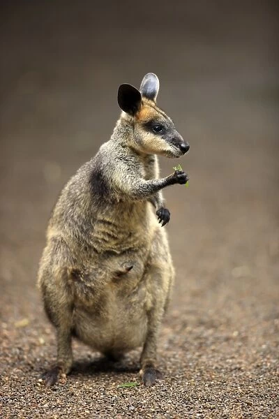 Whiptail Wallaby (Macropus parryi) adult, feeding, Lamington N. P. Queensland, Australia