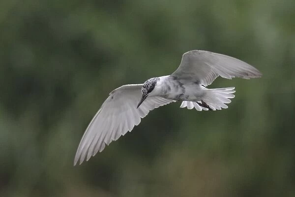 Whiskered Tern (Chlidonias hybrida) adult, moulting out of breeding plumage, in flight, Hong Kong, China, September