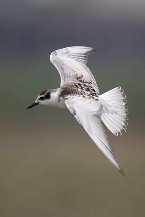 Framed Print : Whiskered Tern (Chlidonias hybrida) juvenile, in flight, Hong Kong, China, September