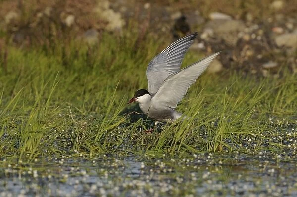 Whiskered Tern (Chlidonias hybridus) adult, summer plumage, with raised wings, standing amongst water crowfoot, Lemnos