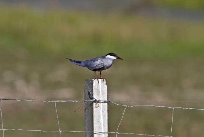 Framed Print : Whiskered Tern on fence post, Coto Donana, Spain