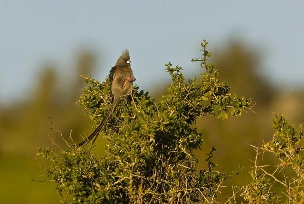 White-backed Mousebird (Colius colius) adult, perched in bush, Western Cape Province, South Africa, August