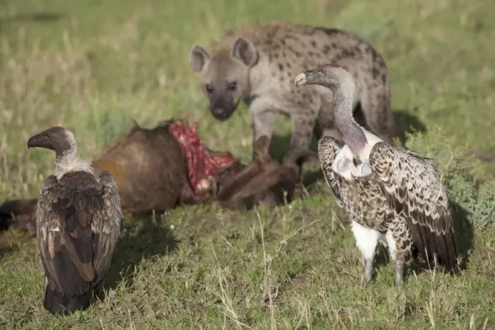Framed Print : White-backed Vulture (Gyps africanus), Rueppell's Griffon Vulture (Gyps rueppellii) and Spotted Hyena (Crocuta crocuta) adults, feeding, scavenging at Blue Wildebeest (Connochaetus taurinus) carcass, Serengeti N. P. Tanzania, november