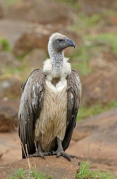 White-backed Vulture (Gyps africanus) adult, Masaii Mara, Kenya