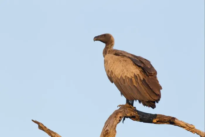 Framed Print : White-backed Vulture (Gyps africanus) adult, perched on dead branch, Okavango Delta, Botswana Framed Print : White-backed Vulture (Gyps africanus) adult, perched on dead branch, Okavango Delta, Botswana