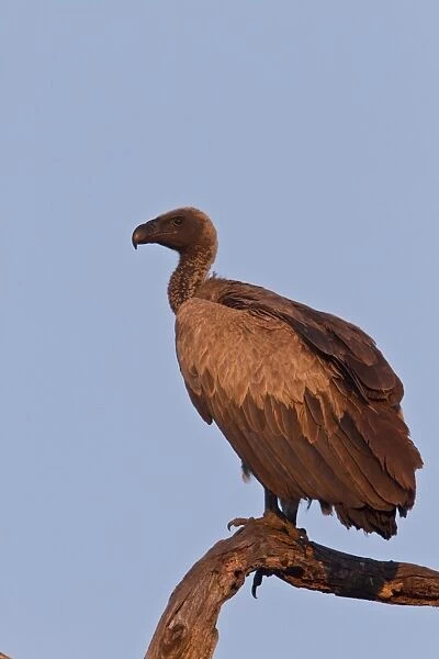 White backed Vulture resting on old dead tree- Botswana