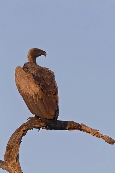 White backed Vulture resting on old dead tree- Botswana