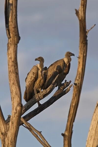 White backed Vultures resting on old dead tree- Botswana