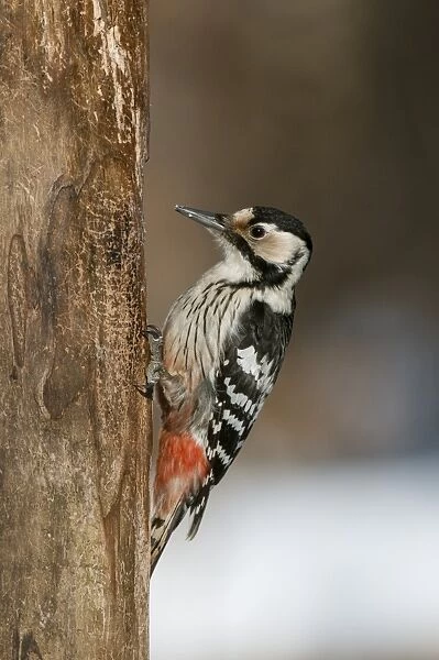 White-backed Woodpecker (Dendrocopos leucotos) adult female, foraging on dead tree trunk in snow, Bialowieza N. P