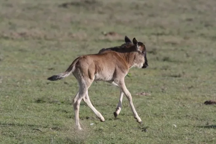 Framed Print : White-bearded Wildebeest (Connochaetus taurinus mearnsi) calf, running, Serengeti, Tanzania