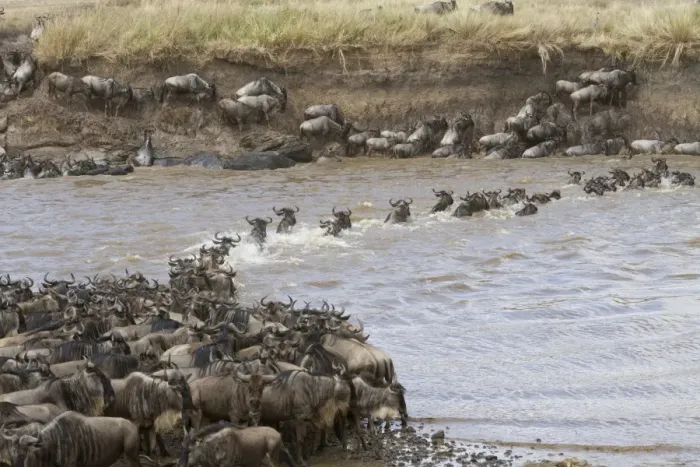 Framed Print : White-bearded Wildebeest (Connochaetus taurinus mearnsi) herd, crossing river on migration, Mara River, Masai Mara Framed Print : White-bearded Wildebeest (Connochaetus taurinus mearnsi) herd, crossing river on migration, Mara River, Masai Mara