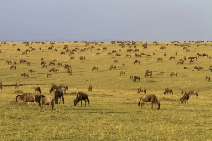 Framed Print : White-bearded Wildebeest (Connochaetus taurinus mearnsi) herd, grazing on migration in savannah habitat Framed Print : White-bearded Wildebeest (Connochaetus taurinus mearnsi) herd, grazing on migration in savannah habitat