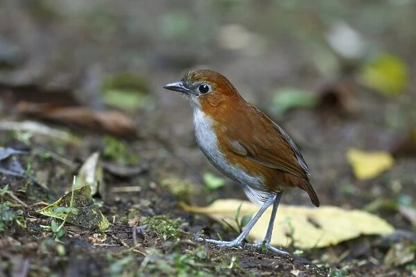White-bellied Antpitta (Grallaria hypoleuca) adult, standing on forest floor, San Isidro, Andes, Napo Province