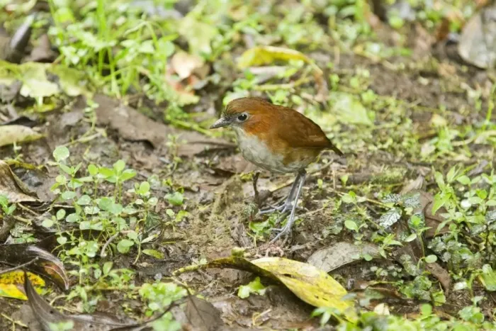 Framed Print : White-bellied Antpitta (Grallaria hypoleuca) adult, foraging on montane rainforest floor, Andes, Ecuador, November