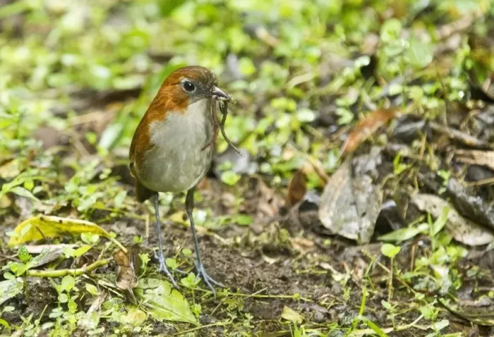Framed Print : White-bellied Antpitta (Grallaria hypoleuca) adult, feeding on worm and caterpillar