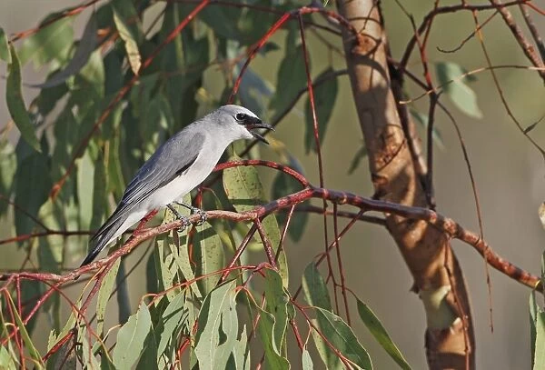 White-bellied Cuckooshrike (Coracina papuensis) adult male, calling, perched on eucalyptus twig, Atherton Tableland