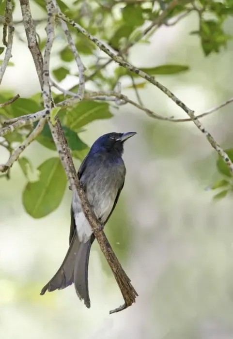 Framed Print : White-bellied Drongo (Dicrurus caerulescens insularis) adult, perched on twig, Polonnaruwa, Sri Lanka, February Framed Print : White-bellied Drongo (Dicrurus caerulescens insularis) adult, perched on twig, Polonnaruwa, Sri Lanka, February