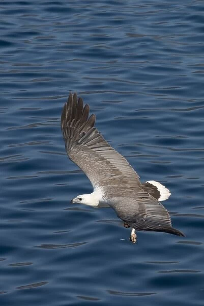 White-bellied Fish-eagle (Haliaeetus leucogaster) adult, in flight over sea, Horseshoe Bay, Rinca Island, Komodo N. P