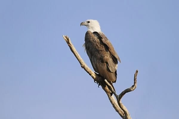 White-bellied Fish-eagle (Haliaeetus leucogaster) adult, perched on branch, Yellow River, Kakadu N. P