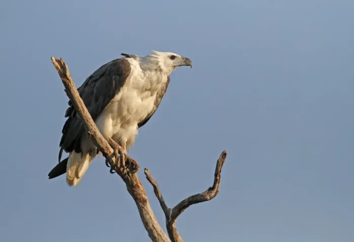 Framed Print : White-bellied Fish-eagle (Haliaeetus leucogaster) adult, perched on branch, Kakadu, Northern Territory, Australia, september Framed Print : White-bellied Fish-eagle (Haliaeetus leucogaster) adult, perched on branch, Kakadu, Northern Territory, Australia, september