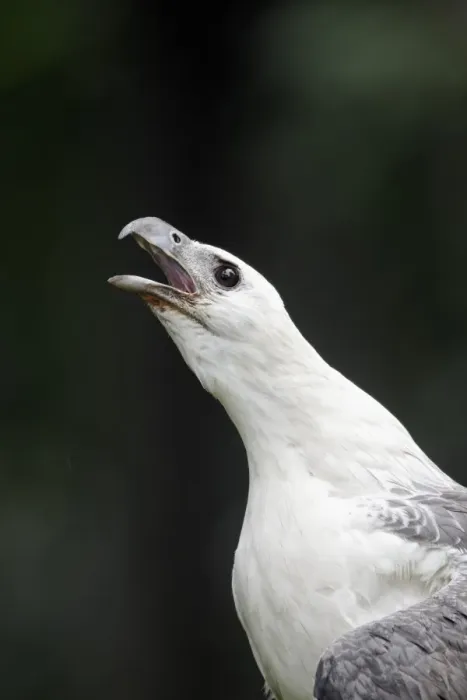 Framed Print : White-bellied Fish-eagle (Haliaeetus leucogaster) adult, calling, close-up of head and neck, Indonesia, march (captive)