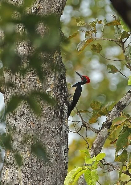 White-bellied Woodpecker (Dryocopus javensis feddeni) adult male, clinging to tree trunk, Prey Veng, Cambodia, January